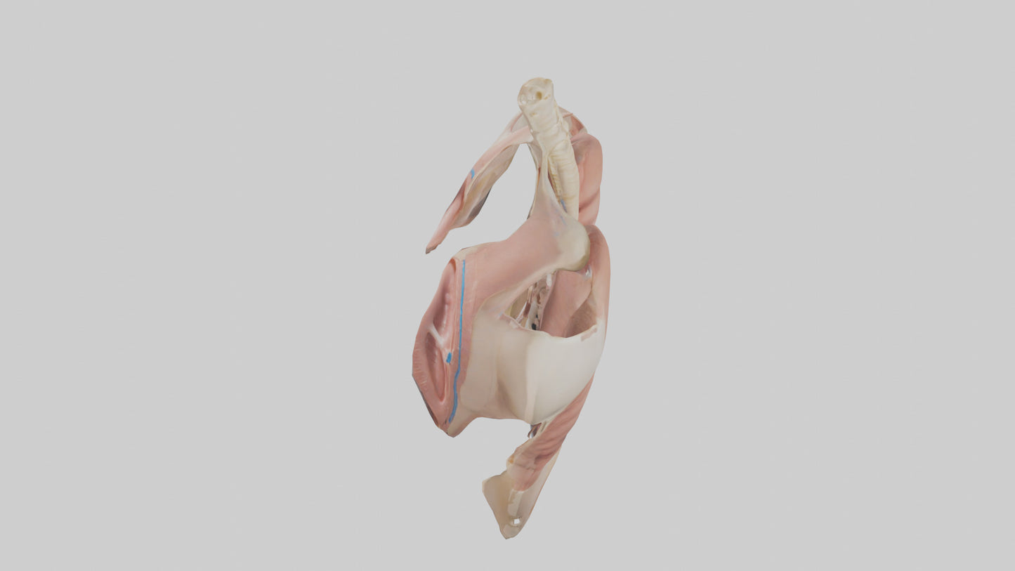 Human Diaphragm Model VR / AR / low-poly