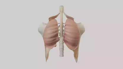 Human Diaphragm Model VR / AR / low-poly