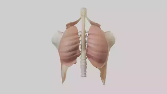 Human Diaphragm Model VR / AR / low-poly