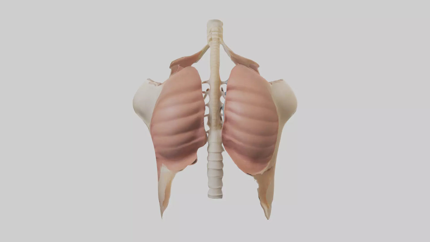 Human Diaphragm Model VR / AR / low-poly