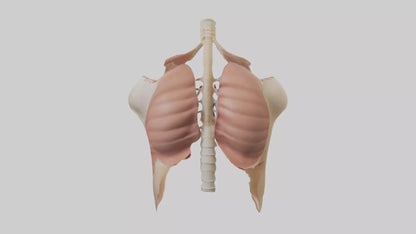 Human Diaphragm Model VR / AR / low-poly