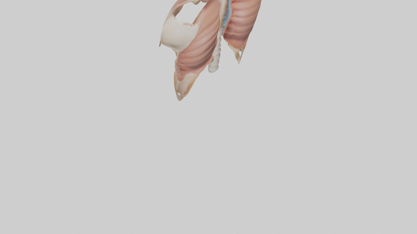 Human Diaphragm Model VR / AR / low-poly