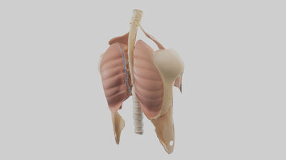 Human Diaphragm Model VR / AR / low-poly