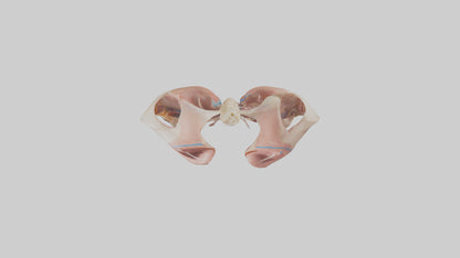 Human Diaphragm Model VR / AR / low-poly