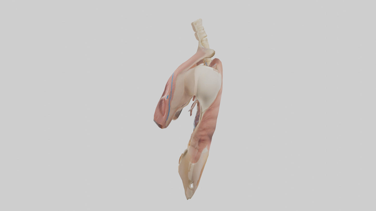 Human Diaphragm Model VR / AR / low-poly