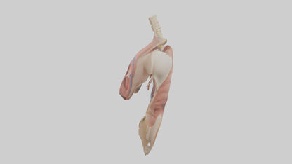 Human Diaphragm Model VR / AR / low-poly