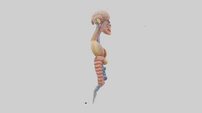 3D model Human Digestive Process Model VR / AR / low-poly
