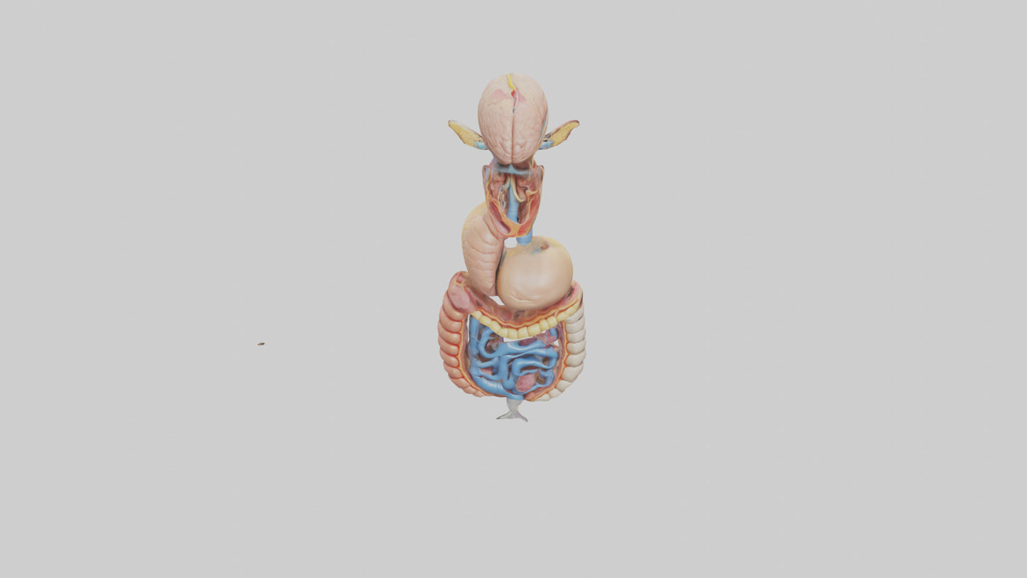 3D model Human Digestive Process Model VR / AR / low-poly