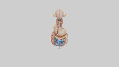 3D model Human Digestive Process Model VR / AR / low-poly