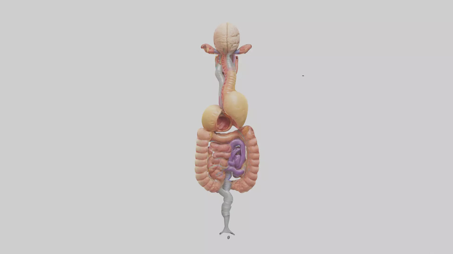 3D model Human Digestive Process Model VR / AR / low-poly
