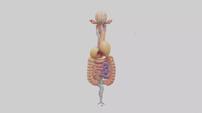 3D model Human Digestive Process Model VR / AR / low-poly