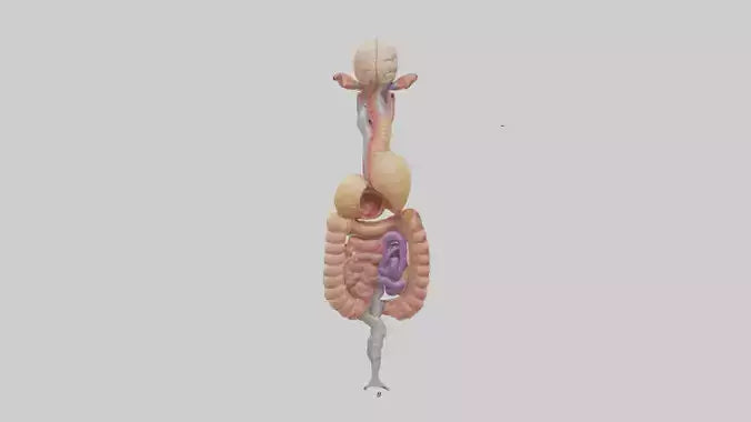 3D model Human Digestive Process Model VR / AR / low-poly