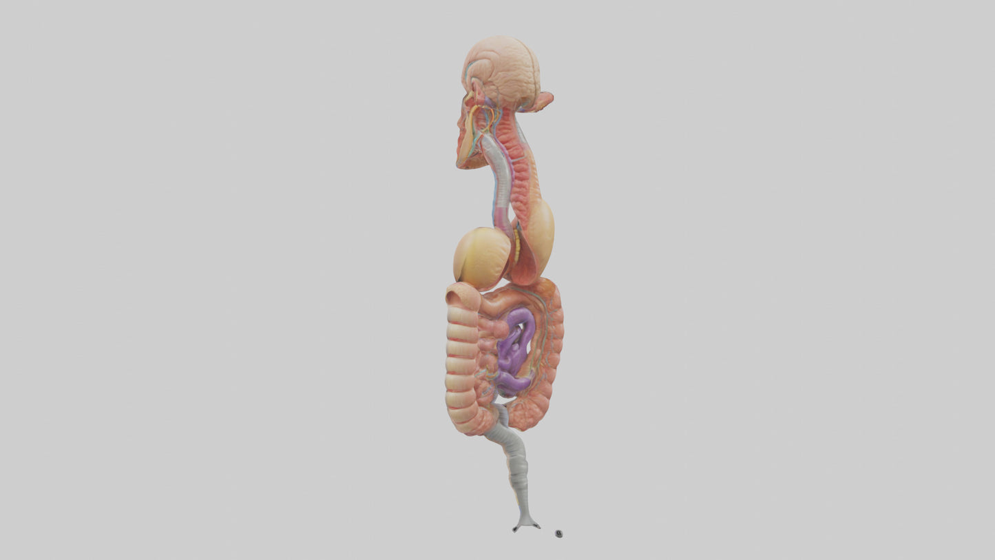 3D model Human Digestive Process Model VR / AR / low-poly