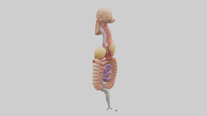 3D model Human Digestive Process Model VR / AR / low-poly