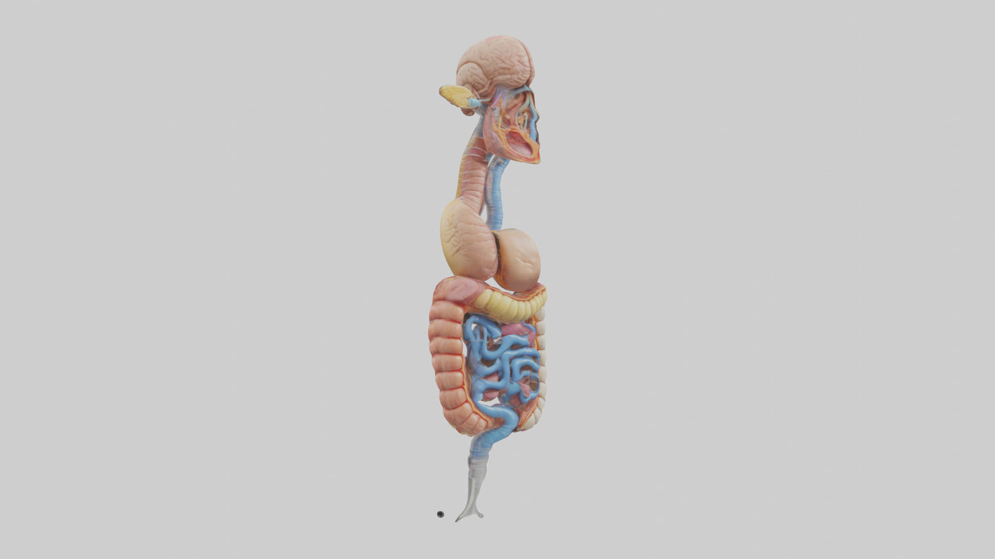 3D model Human Digestive Process Model VR / AR / low-poly