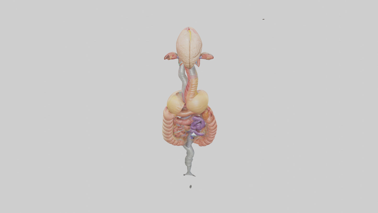 3D model Human Digestive Process Model VR / AR / low-poly