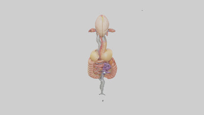 3D model Human Digestive Process Model VR / AR / low-poly