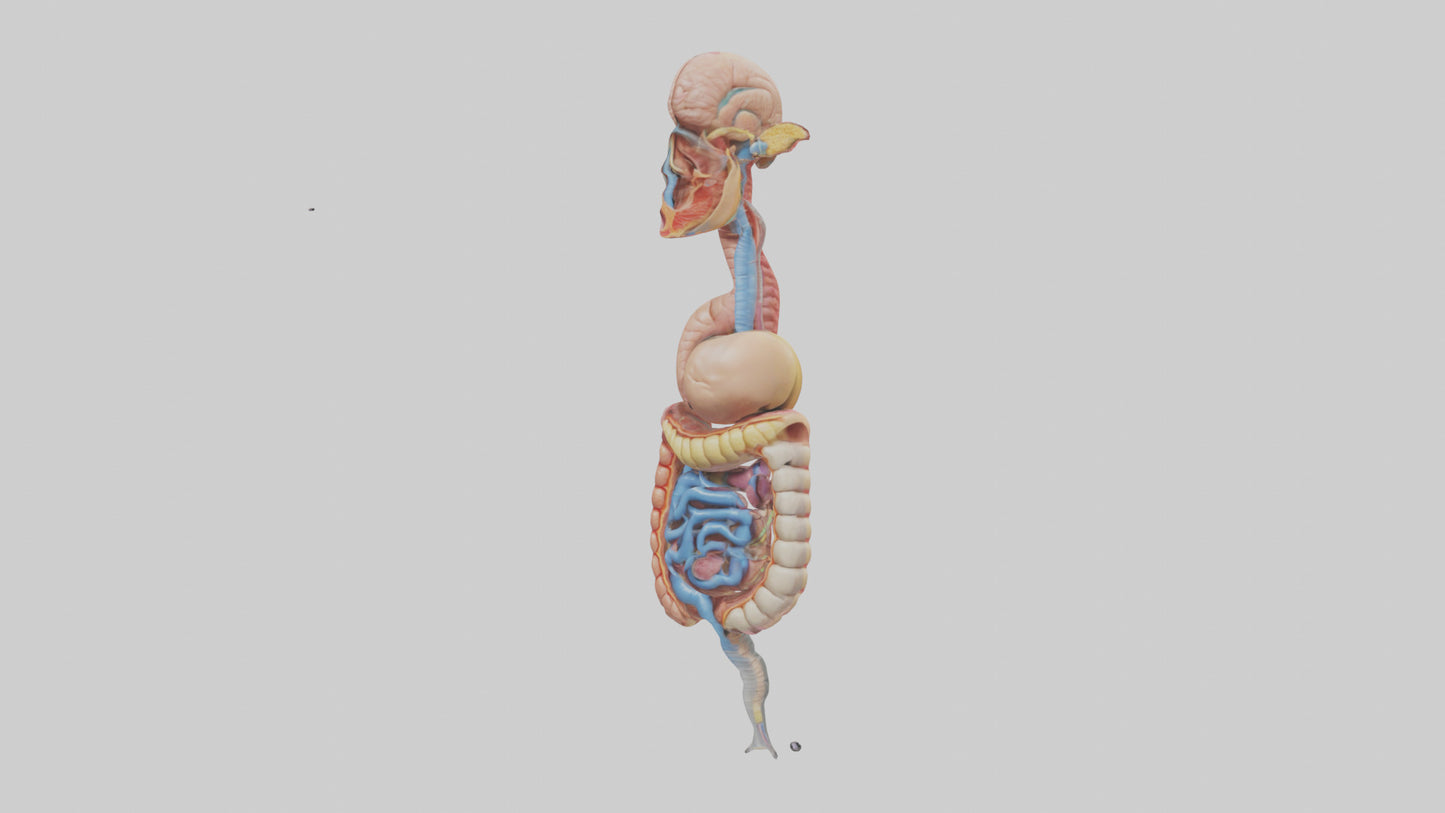 3D model Human Digestive Process Model VR / AR / low-poly