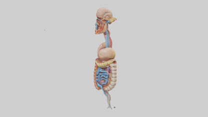 3D model Human Digestive Process Model VR / AR / low-poly