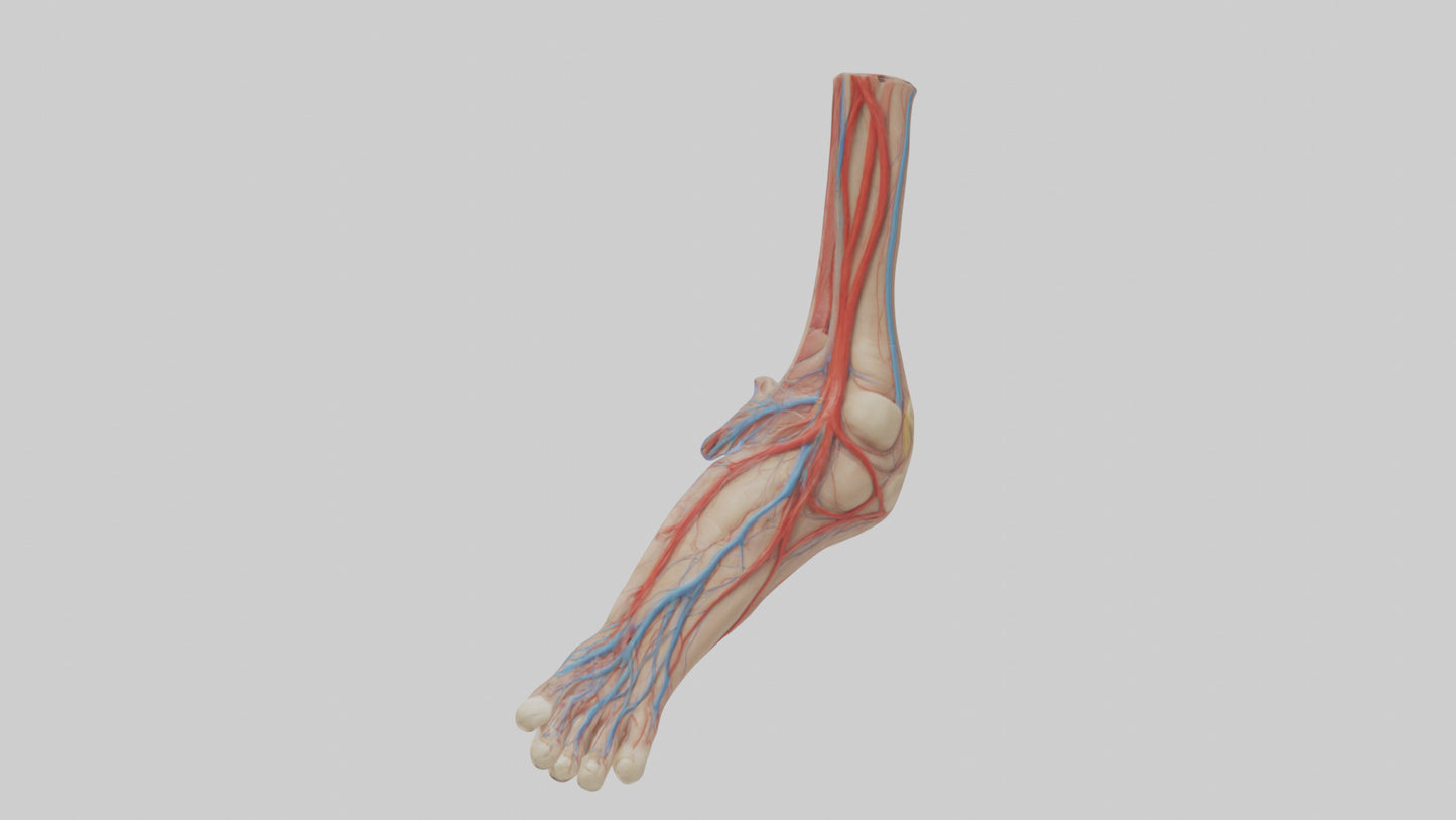 3D model Human Dorsalis Pedis Artery Model VR / AR / low-poly