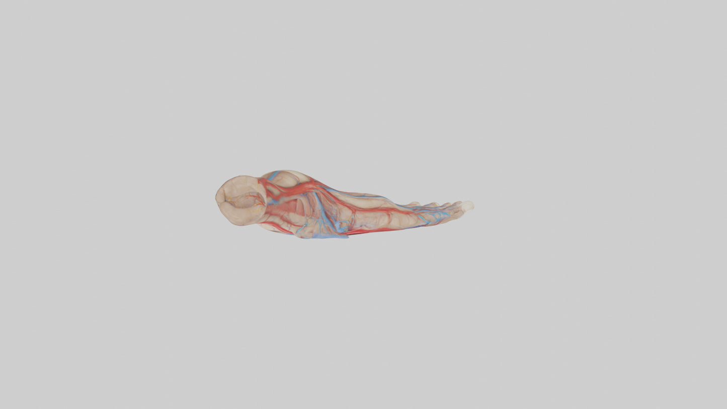 3D model Human Dorsalis Pedis Artery Model VR / AR / low-poly