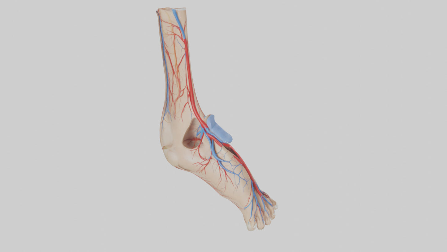 3D model Human Dorsalis Pedis Artery Model VR / AR / low-poly