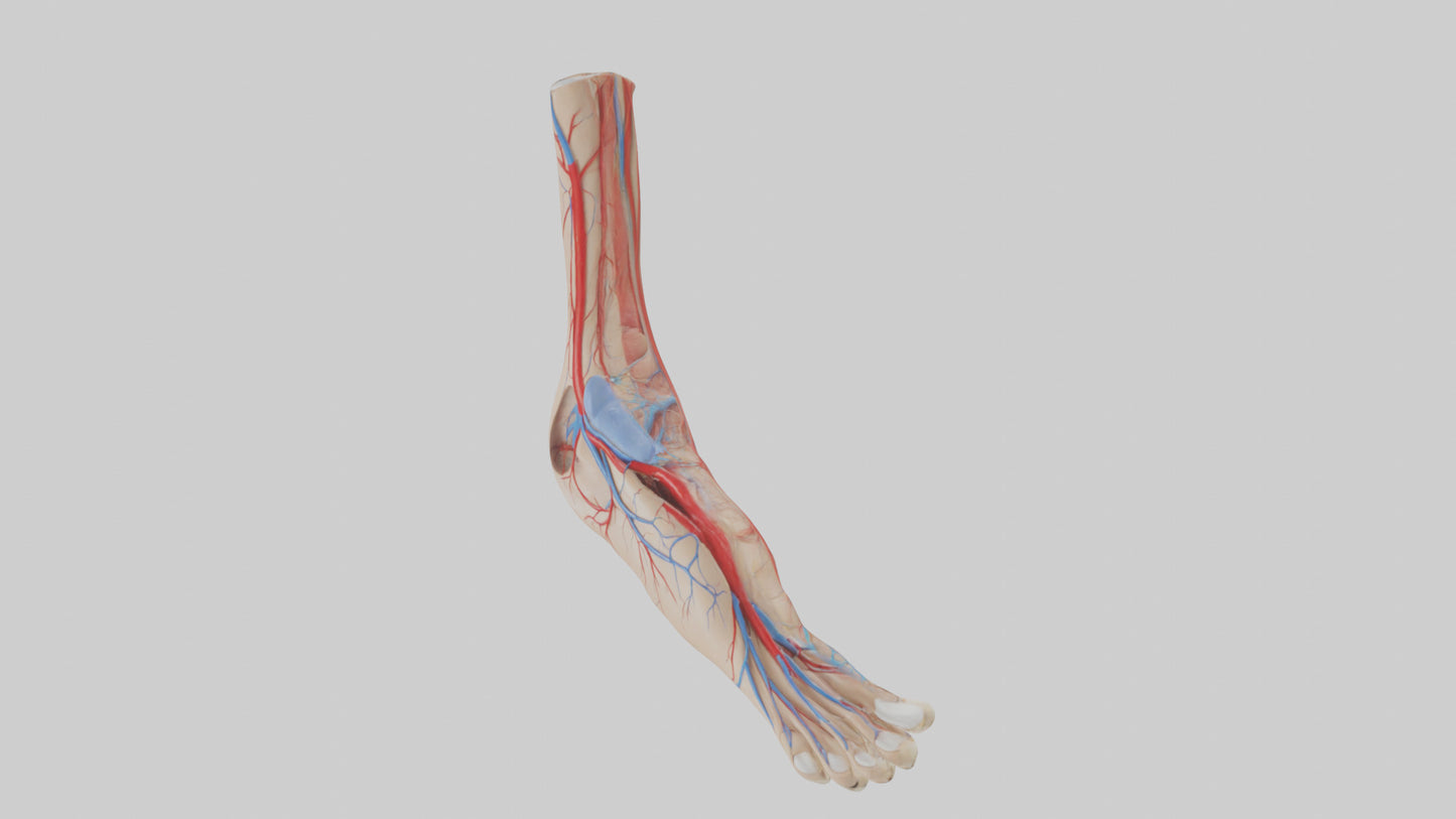 3D model Human Dorsalis Pedis Artery Model VR / AR / low-poly