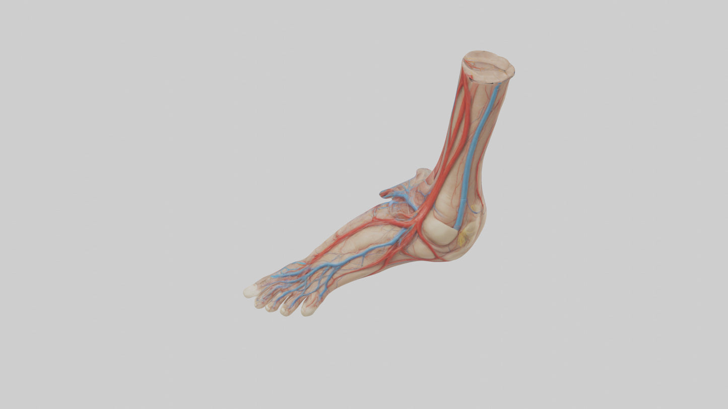 3D model Human Dorsalis Pedis Artery Model VR / AR / low-poly