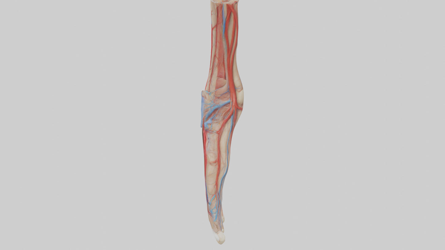 3D model Human Dorsalis Pedis Artery Model VR / AR / low-poly