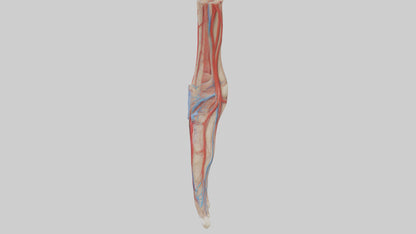3D model Human Dorsalis Pedis Artery Model VR / AR / low-poly