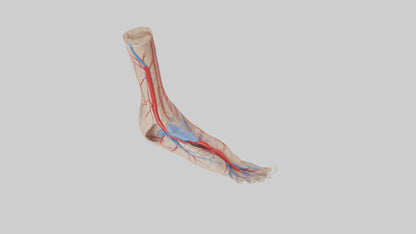 3D model Human Dorsalis Pedis Artery Model VR / AR / low-poly