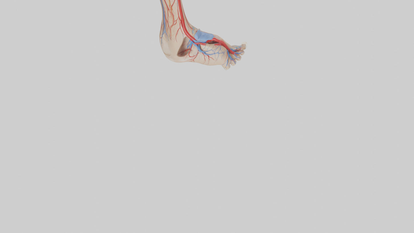 3D model Human Dorsalis Pedis Artery Model VR / AR / low-poly