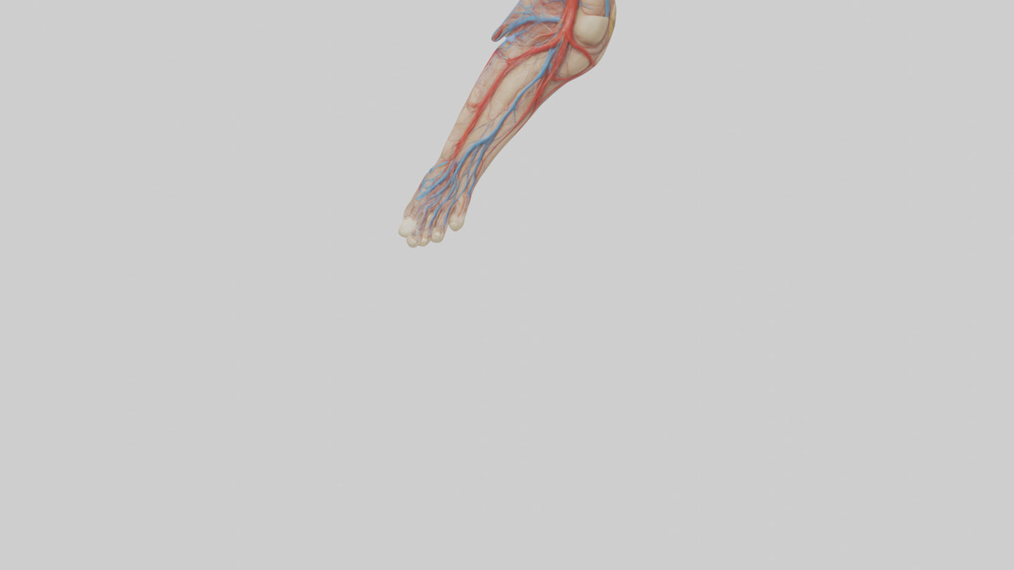 3D model Human Dorsalis Pedis Artery Model VR / AR / low-poly
