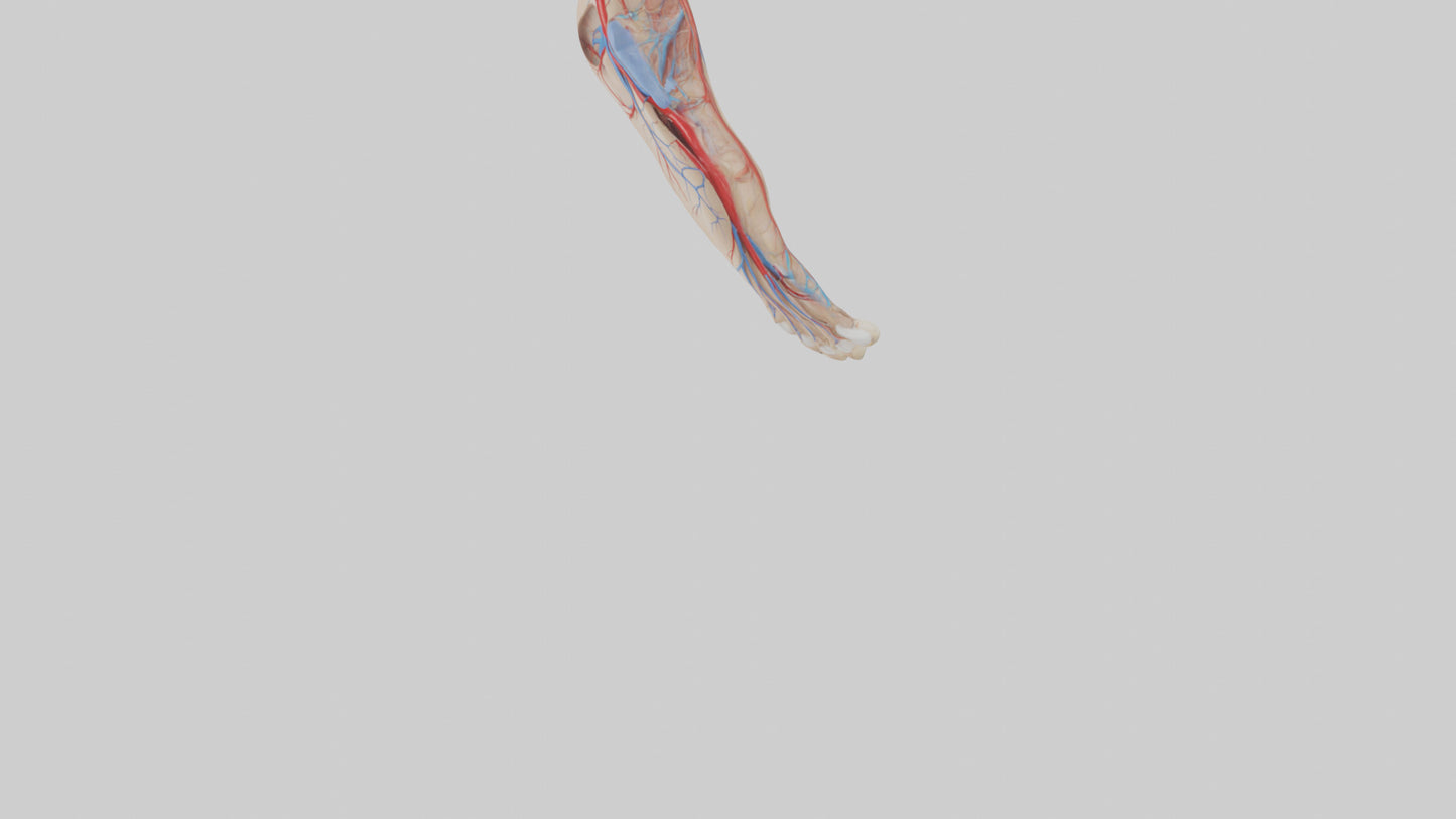 3D model Human Dorsalis Pedis Artery Model VR / AR / low-poly