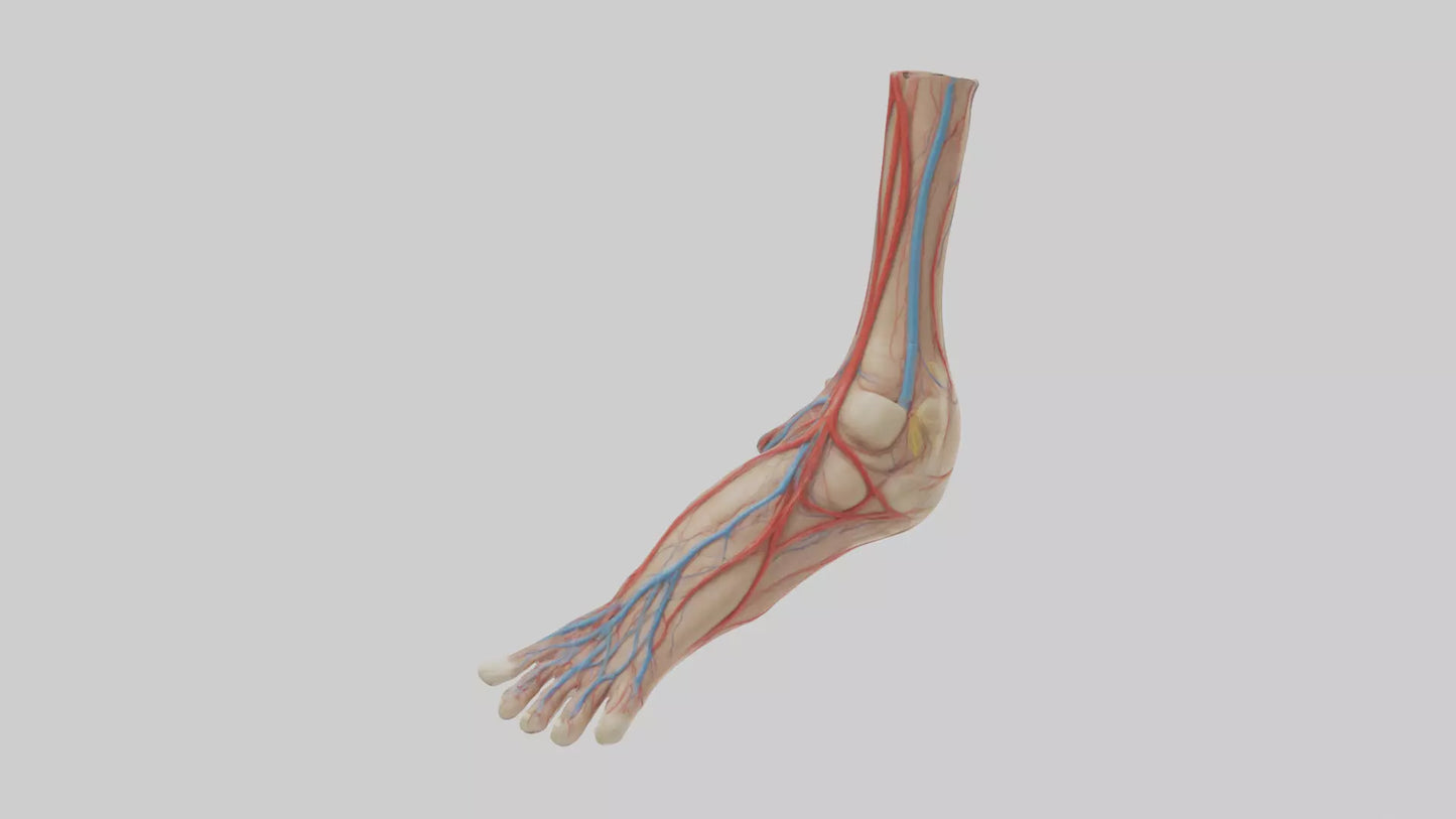 3D model Human Dorsalis Pedis Artery Model VR / AR / low-poly