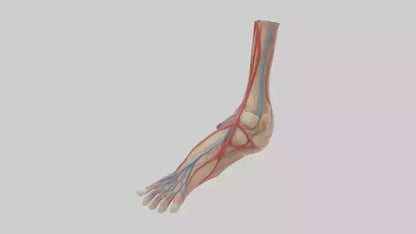 3D model Human Dorsalis Pedis Artery Model VR / AR / low-poly