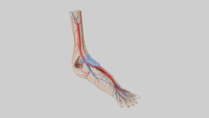 3D model Human Dorsalis Pedis Artery Model VR / AR / low-poly