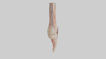 3D model Human Dorsalis Pedis Artery Model VR / AR / low-poly