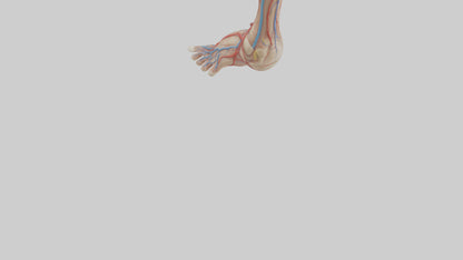 3D model Human Dorsalis Pedis Artery Model VR / AR / low-poly