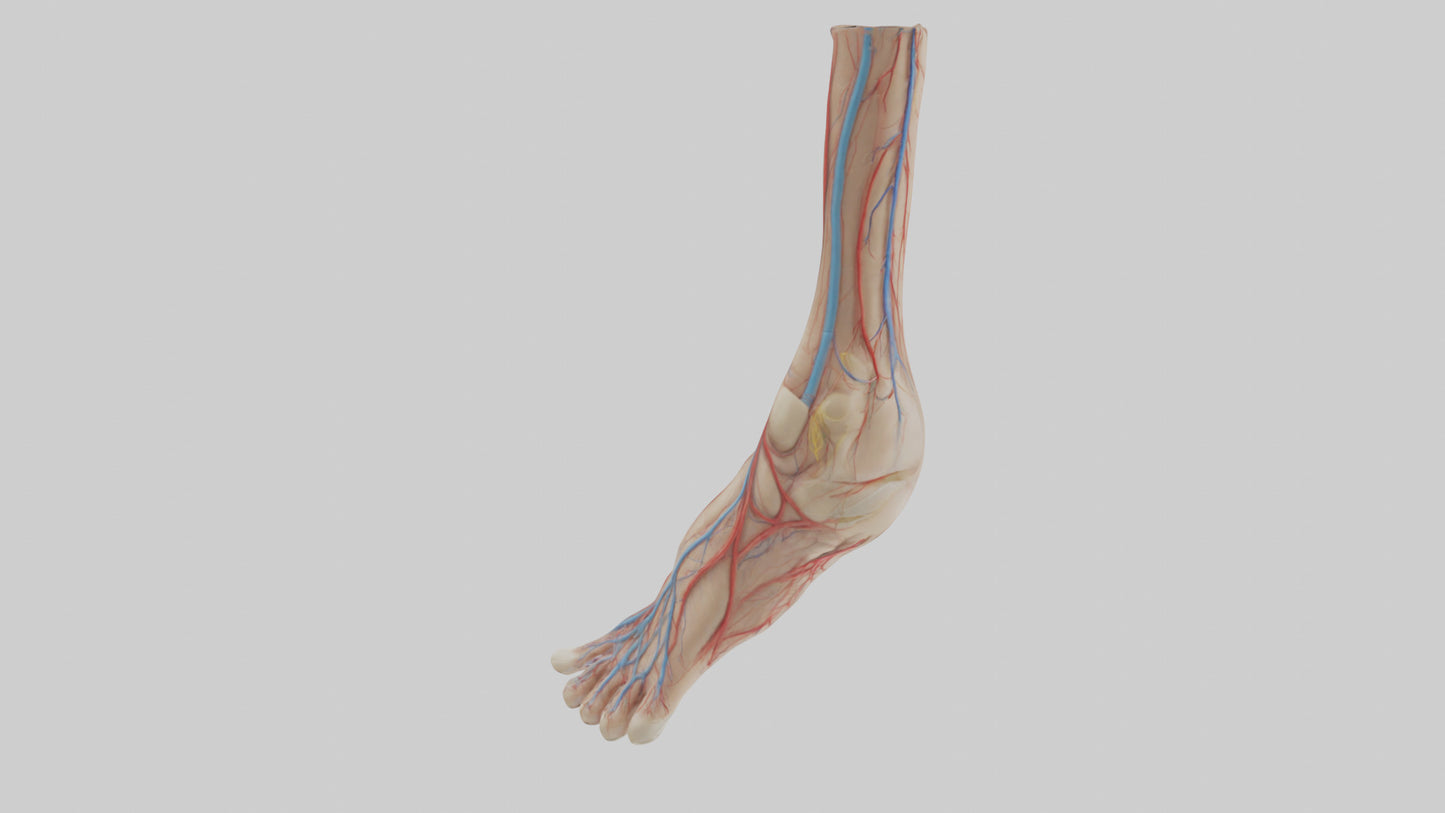 3D model Human Dorsalis Pedis Artery Model VR / AR / low-poly