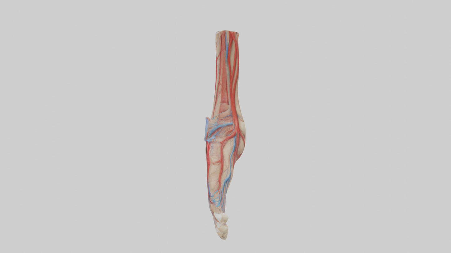3D model Human Dorsalis Pedis Artery Model VR / AR / low-poly