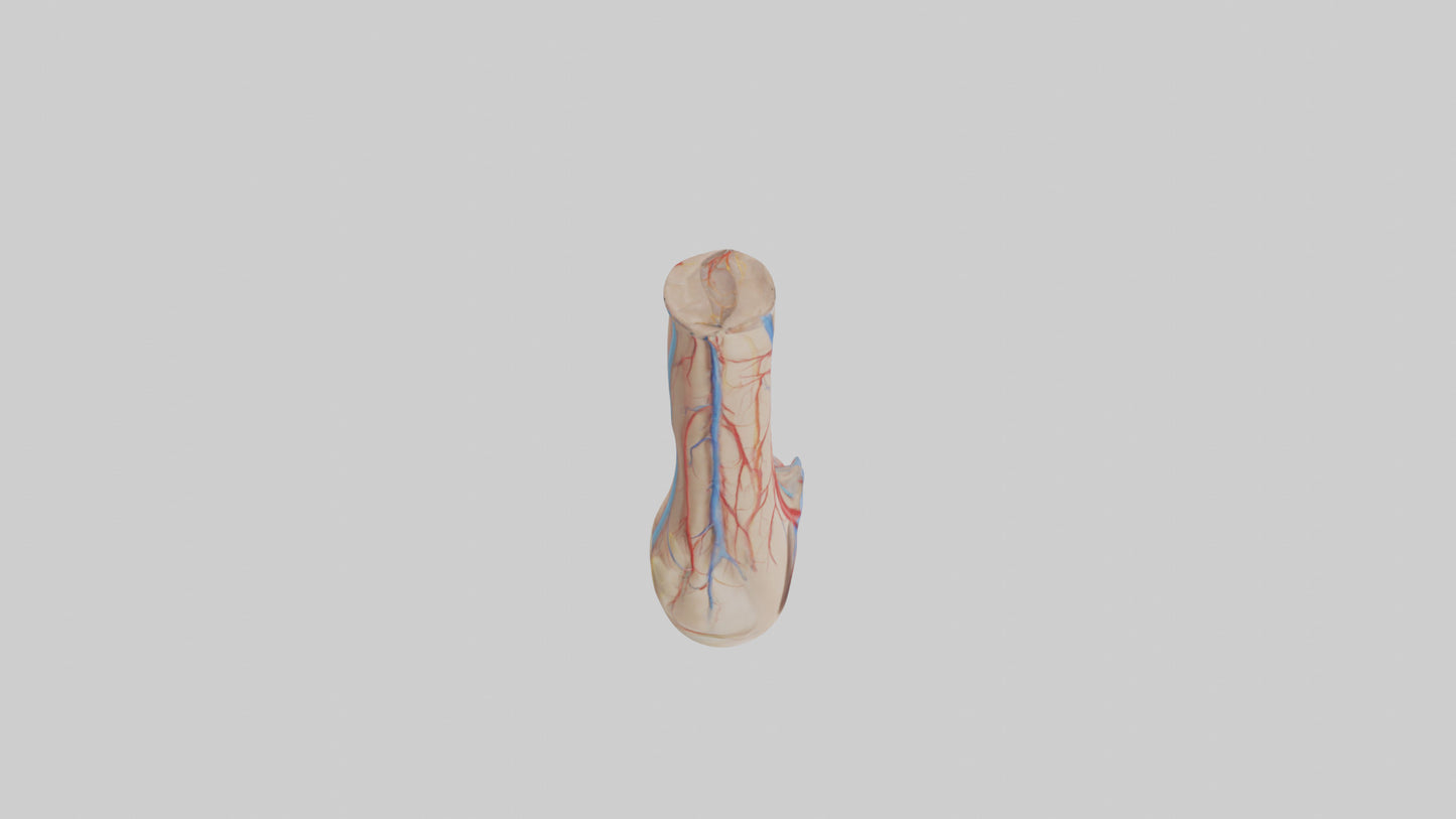 3D model Human Dorsalis Pedis Artery Model VR / AR / low-poly