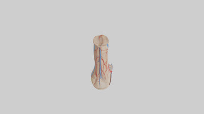 3D model Human Dorsalis Pedis Artery Model VR / AR / low-poly