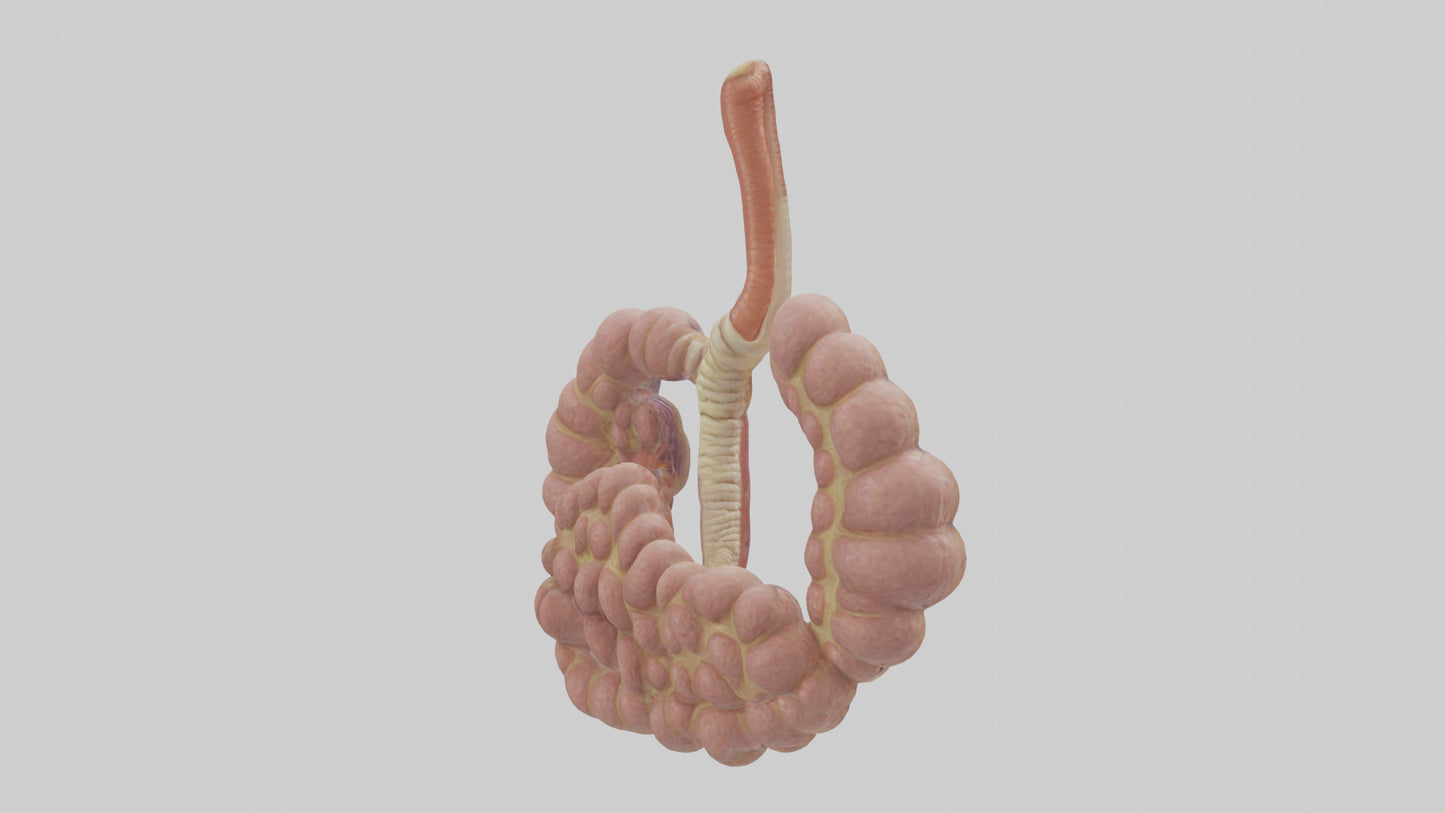 3D model Human Duodenum and Jejunum Model VR / AR / low-poly