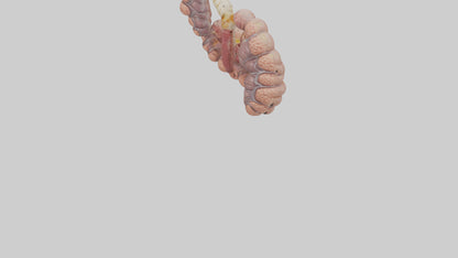 3D model Human Duodenum and Jejunum Model VR / AR / low-poly