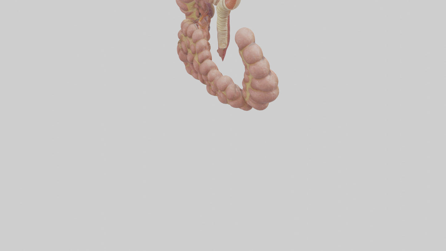 3D model Human Duodenum and Jejunum Model VR / AR / low-poly