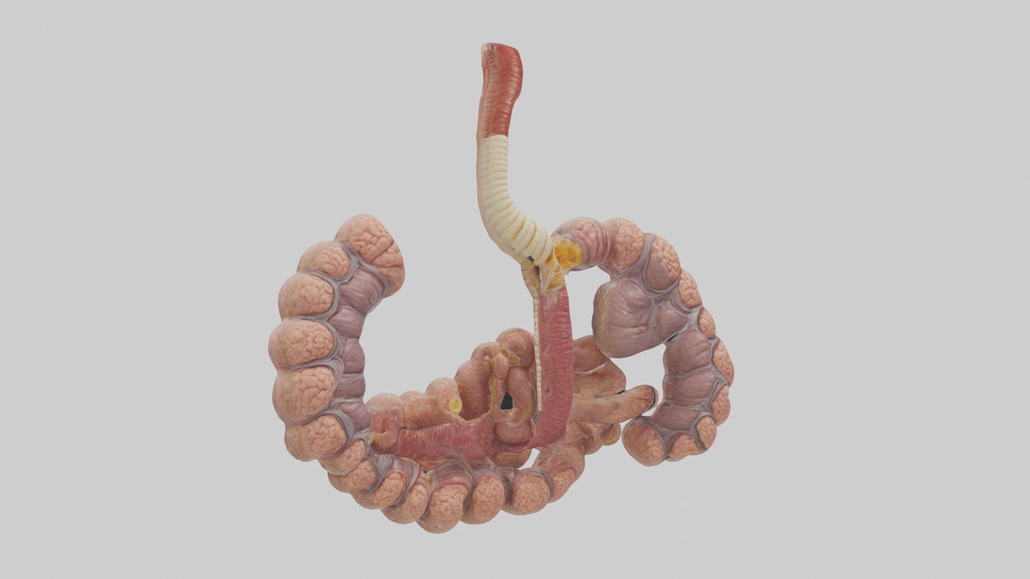 3D model Human Duodenum and Jejunum Model VR / AR / low-poly
