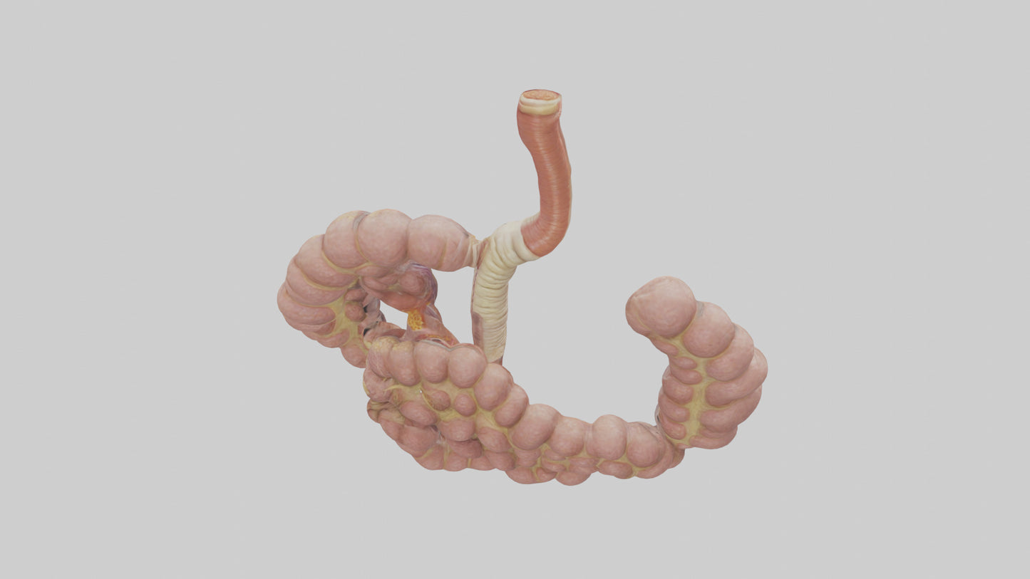 3D model Human Duodenum and Jejunum Model VR / AR / low-poly