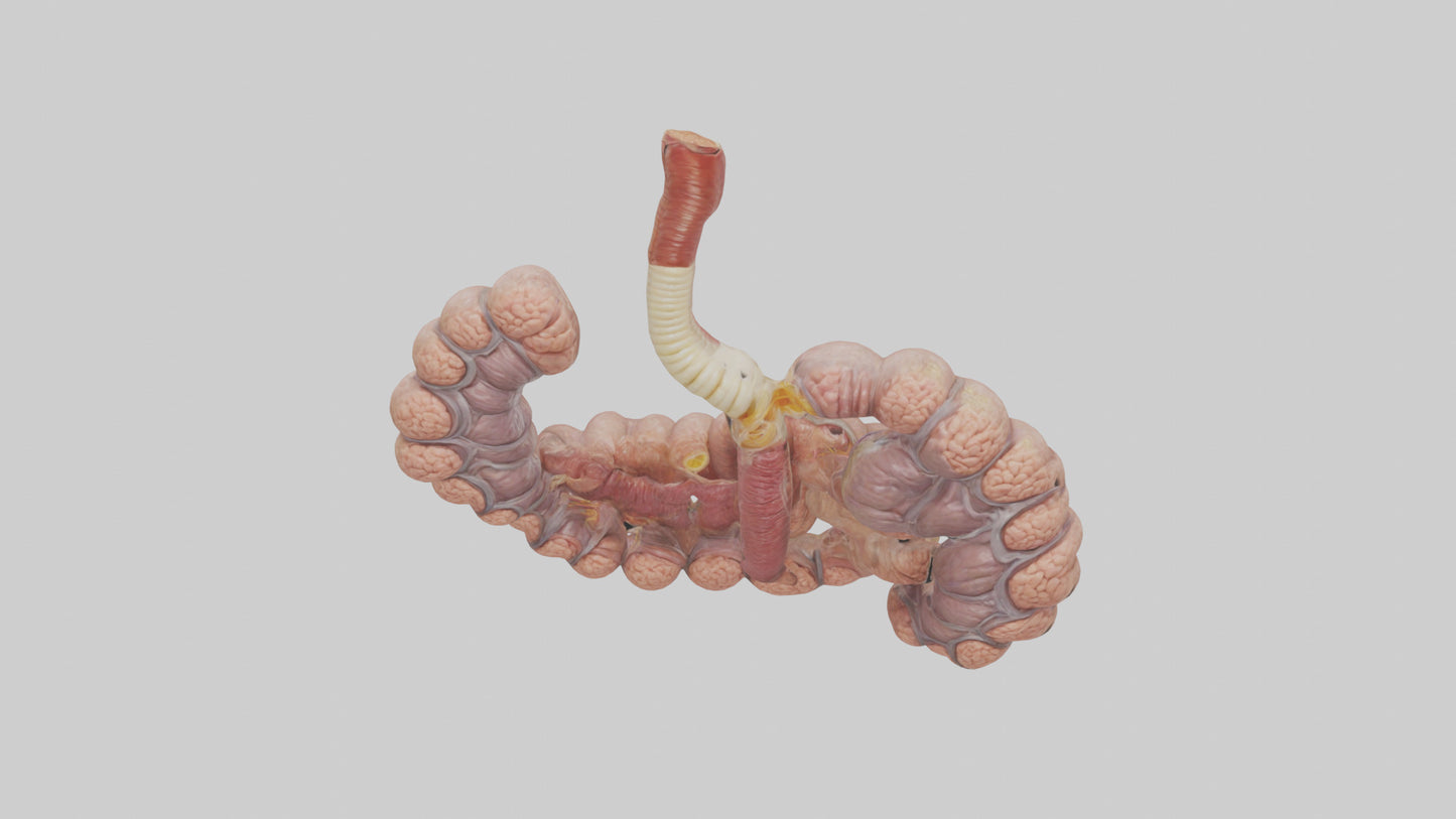 3D model Human Duodenum and Jejunum Model VR / AR / low-poly
