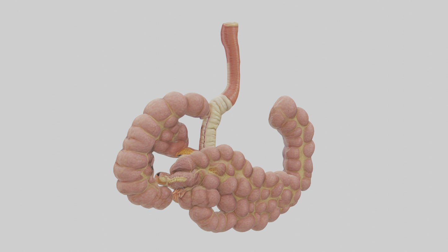3D model Human Duodenum and Jejunum Model VR / AR / low-poly